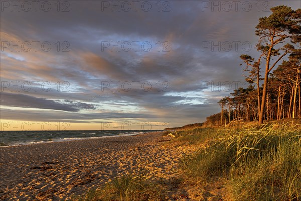View of the Baltic Sea through the grass-covered dunes of the west beach near Preroe. The sun creates pink clouds and illuminates the trees on the beach