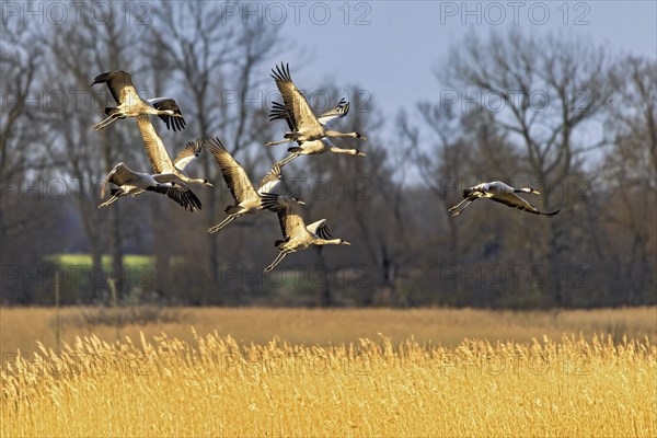 Cranes landing in a field on the Darss