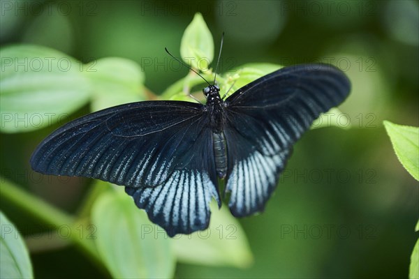 Great Mormon (PPapilio memnon) sitting on a flower, Germany, Europe