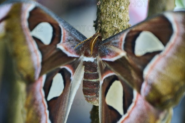Atlas moth (Attacus atlas) butterfly sitting on a aerial root, Germany, Europe