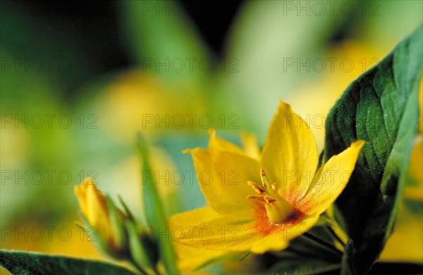 Yellow flowers in close-up with green leaves and soft background Golden loosestrife Lysimachia punctata