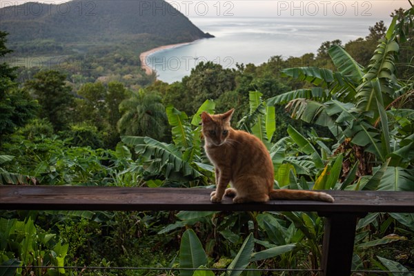 A red cat on a terrace in the foreground, in the background the beach Grande Anse on Basse Terre, Guadeloupe, the French Antilles and the Caribbean, North America