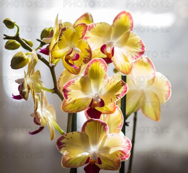 Beautiful orchids of different colors on white and grey background. Phalaenopsis hybrids. Close up