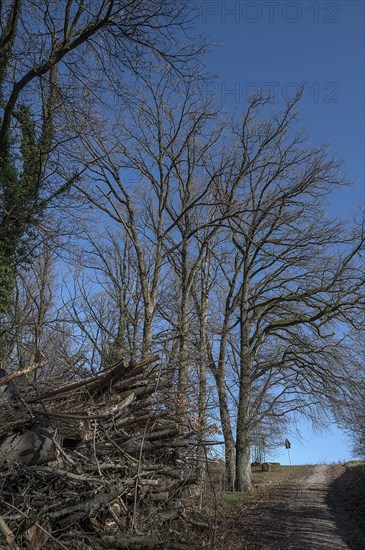Bare oak trees (Quercus) left stacked felled oak trees (Quercus), Eckental, Middle Franconia, Bavaria, Germany, Europe