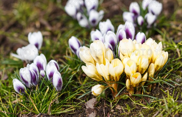 Purple and yellow crocuses germinate in the spring in the garden. Symbol of spring