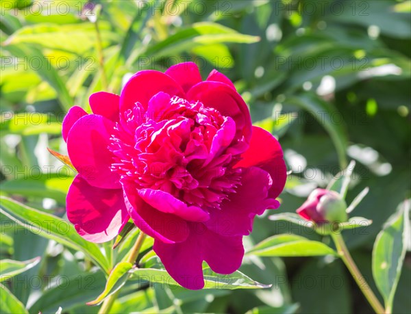 Pink peony flower in a botanical garden