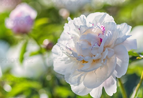 Pink peony flower in a botanical garden