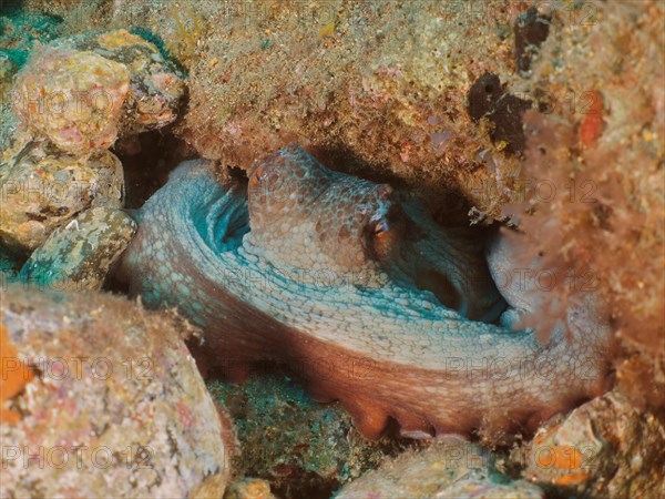 Portrait of common octopus (Octopus vulgaris) in its shelter. Dive site El Cabron Marine Reserve, Arinaga, Gran Canaria, Spain, Atlantic Ocean, Europe