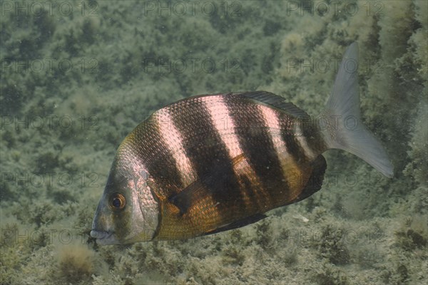 Zebra Bream (Diplodus cervinus cervinus), dive site El Cabron Marine Reserve, Arinaga, Gran Canaria, Spain, Atlantic Ocean, Europe