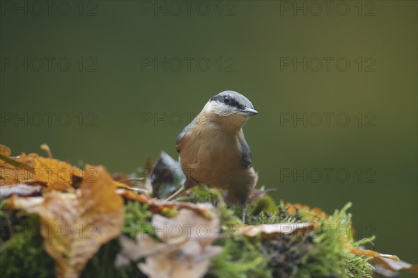 European nuthatch (Sitta europaea) adult bird on a moss covered tree stump with fallen autumn leaves, Wales, United Kingdom, Europe