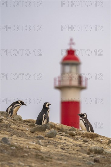 Magellanic penguins (Spheniscus magellanicus) in front of the lighthouse in the Penguin National Park on Magdalena Island, Magellanes, Patagonia, Chile, South America