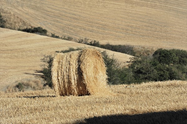 Harvested wheat field, landscape north of Sorano, Tuscany, Italy, Europe