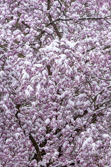 Blossoming apple tree (Malus domestica) apple, pink coloured blossoms covered with snow, onset of winter in spring, pattern, structure, background, wallpaper, Bavaria, Germany, Europe