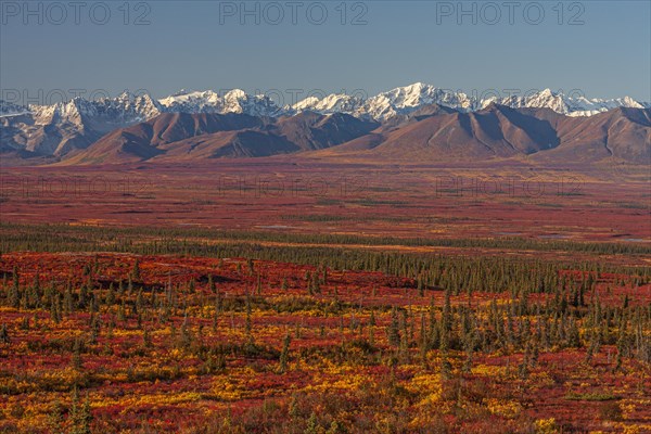 Autumn coloured tundra in front of mountains, Denali Highway, Alaska Range, Alaska, USA, North America