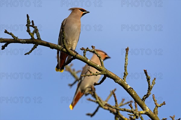 Bohemian waxwing (Bombycilla garrulus), winter visitor, invasion bird, Thuringia, Germany, Europe