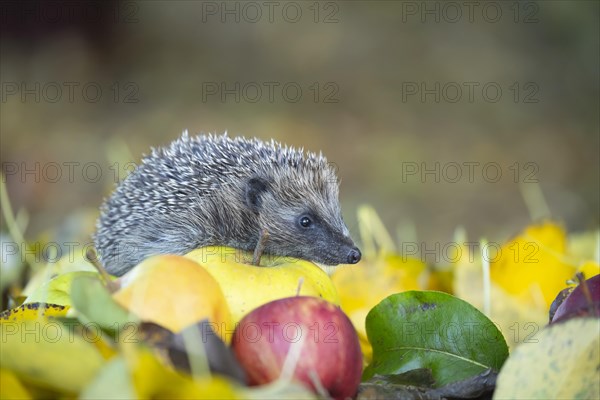 European hedgehog (Erinaceus europaeus) adult animal walking over fallen apples and autumn leaves on a garden lawn, Suffolk, England, United Kingdom, Europe