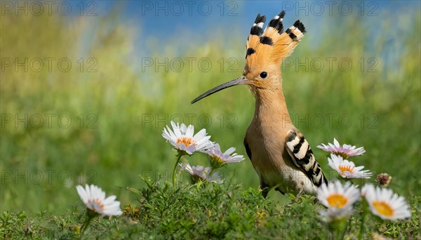 KI generated, animal, animals, bird, birds, biotope, habitat, one, individual, reed, water lilies, blue sky, foraging, wildlife, hoopoe (Upupa epops), tree hoopoes, meadow, spring, flowers