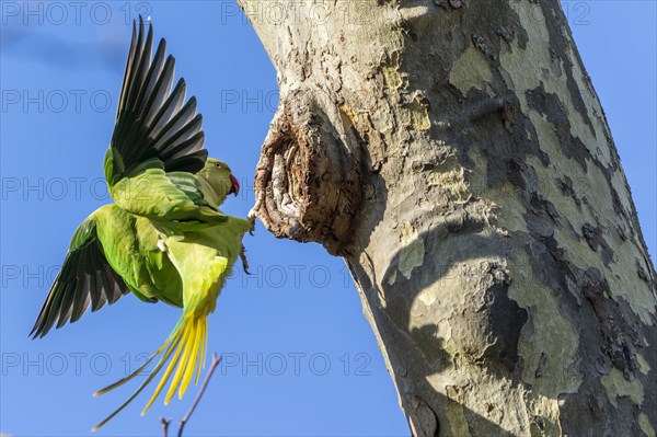 Rose-ringed parakeet (Psittacula krameri) in flight, wildlife, Germany, Europe