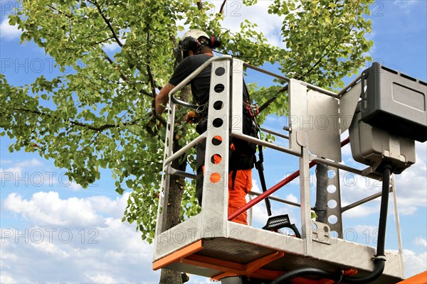 Workers on the work platform pruning or maintaining trees