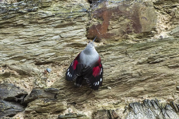 Wallcreeper (Tichodroma muraria) foraging on a wall, wildlife, Germany, Europe