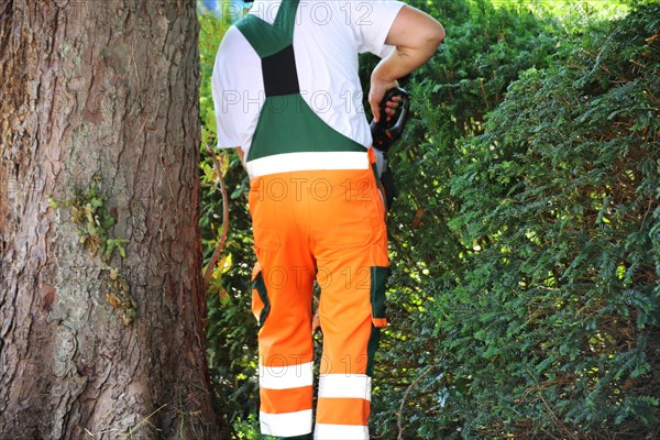 Man cutting hedges and greenery