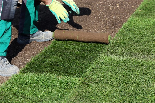 Gardener lays sod