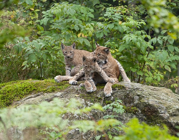 Eurasian lynx (Lynx lynx) female, mother and two cubs on a rock, Germany, Europe