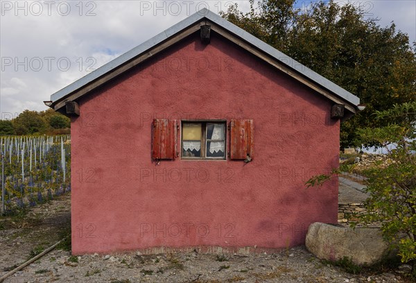 Red facade of a tool shed in a vineyard, red, facade, house, small, window, curtain, agriculture, agribusiness, Valais, Switzerland, Europe