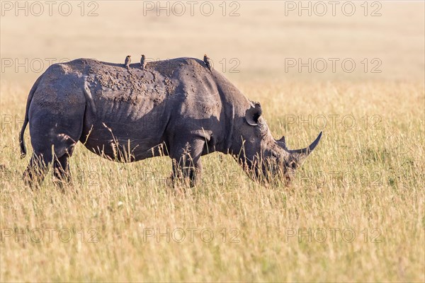Black rhinoceros (Diceros bicornis) with Yellow-billed oxpecker (Buphagus africanus) birds on the back at the grass savanna in Africa, Maasai Mara, Kenya, Africa