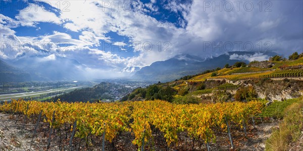 Vines in the Swiss Rhone Valley, wine, grapevine, agriculture, agribusiness, farming, wine-growing region, wine-growing, panorama, landscape, alcohol, tourism, travel, hiking, cloudy, autumn, autumnal, Alps, clouds, Valais, Switzerland, Europe