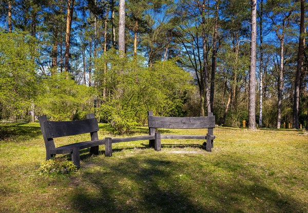 Oversized wooden bench in the forest, Berlin, Germany, Europe