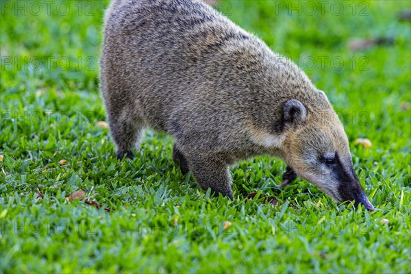 South American coati (nasua nasua) Pantanal Brazil