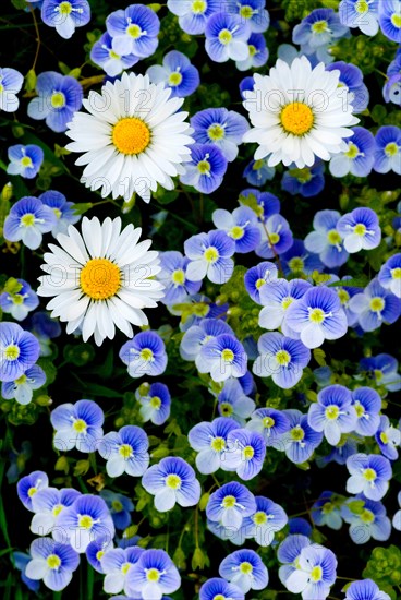 Daisies (Bellis Perennis) and Speedwell (Veronica Persica)