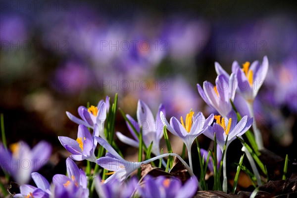 Spring crocus (Crocus Vernus) Munich, Bavaria, Germany, Europe