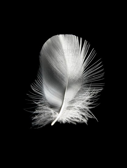 A small white bird feather in close-up