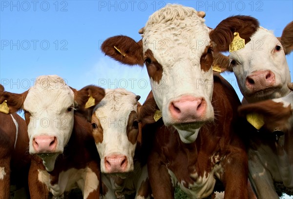 Cow herd near Dietramszell, Upper Bavaria, Germany, Europe