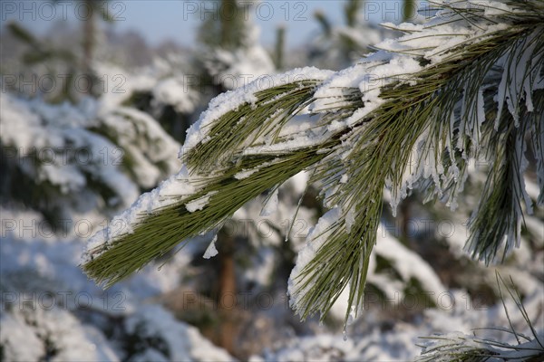 Norway spruce or Christmas (Picea abies) tree leaves or needles in a forest covered with snow in the winter, England, United Kingdom, Europe