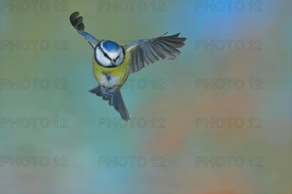 Blue Tit (Parus caeruleus) in flight, flight photo frontal from below, Wilden, North Rhine-Westphalia, Germany, Europe