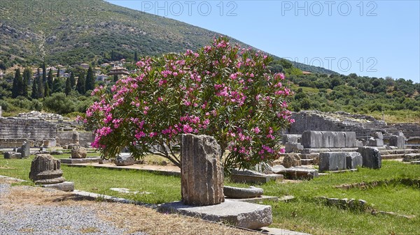 Flowering shrub in the foreground of ancient ruins and green hills, Archaeological site, Ancient Messene, capital of Messinia, Messini, Peloponnese, Greece, Europe