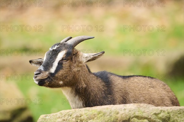 Domestic goat (Capra hircus) portrait, Bavaria, Germany, Europe