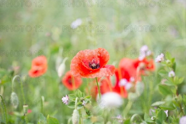 Poppy flowers (Papaver rhoeas), Freising, Upper Bavaria, Bavaria, Germany, Europe