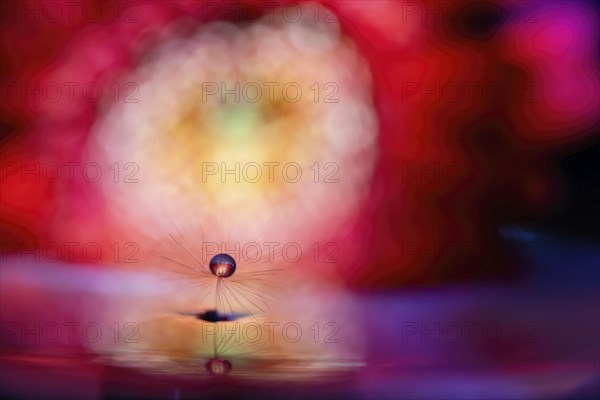 A macro image with a drop of water on a dandelion seed against a reddish background