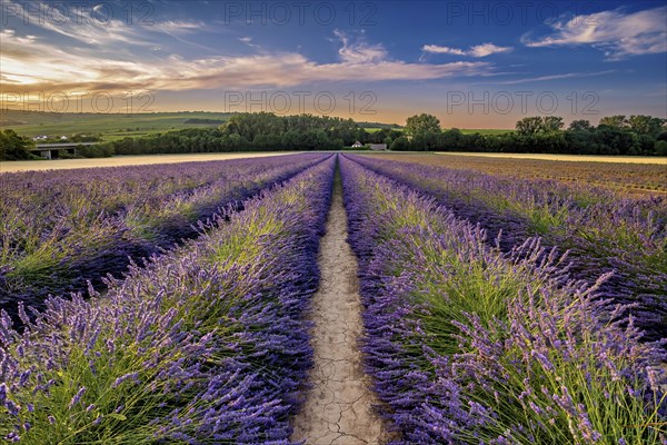 Sunset over a lavender field near gruenstadt in the Palatinate with purple flowering plants