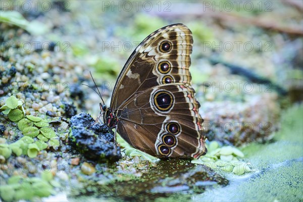 Peleides blue morpho butterfly (Morpho peleides) sitting on the ground, Germany, Europe