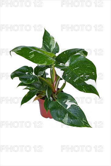 Tropical 'Philodendron White Princess' houseplant with variegated leaves on white background