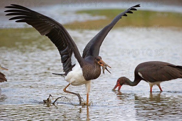 Black stork (Ciconia nigra), young bird with fish, Mecklenburg-Western Pomerania, Germany, Europe