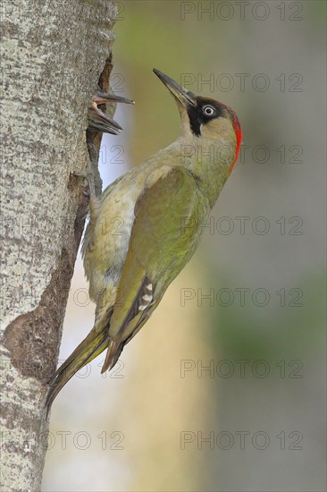 European green woodpecker (Picus viridis) female at the breeding den while feeding the young, wildlife, North Rhine-Westphalia, Germany, Europe