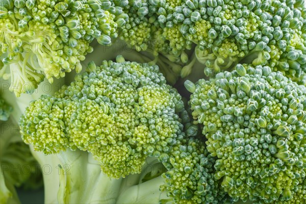 Texture of fresh green broccoli, close up, macro, background