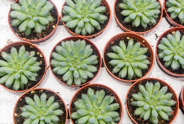 Small succulent plants background. greenhouse, top view, floral texture