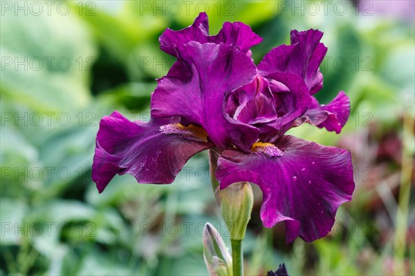 Beautiful iris flower with drops of water bloom in the garden. Close up, fragility and summer concept